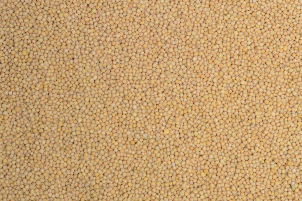 Семена белой горчицы – Фактория-Агро