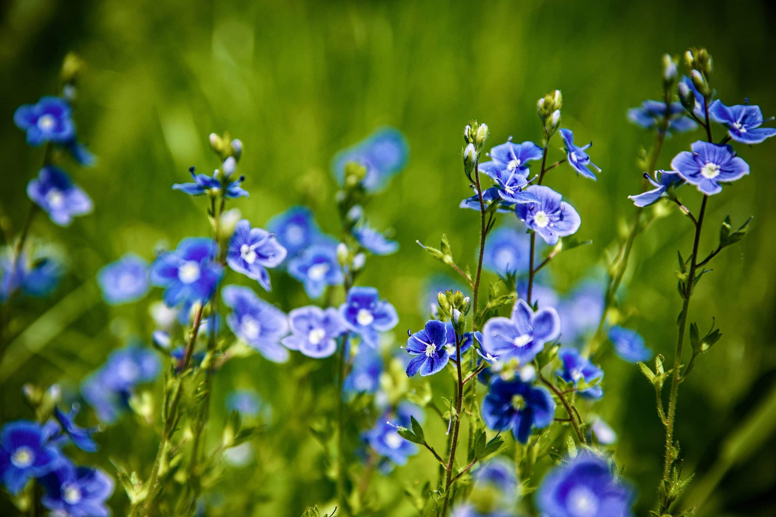 Launch of Linseed Processing Line
