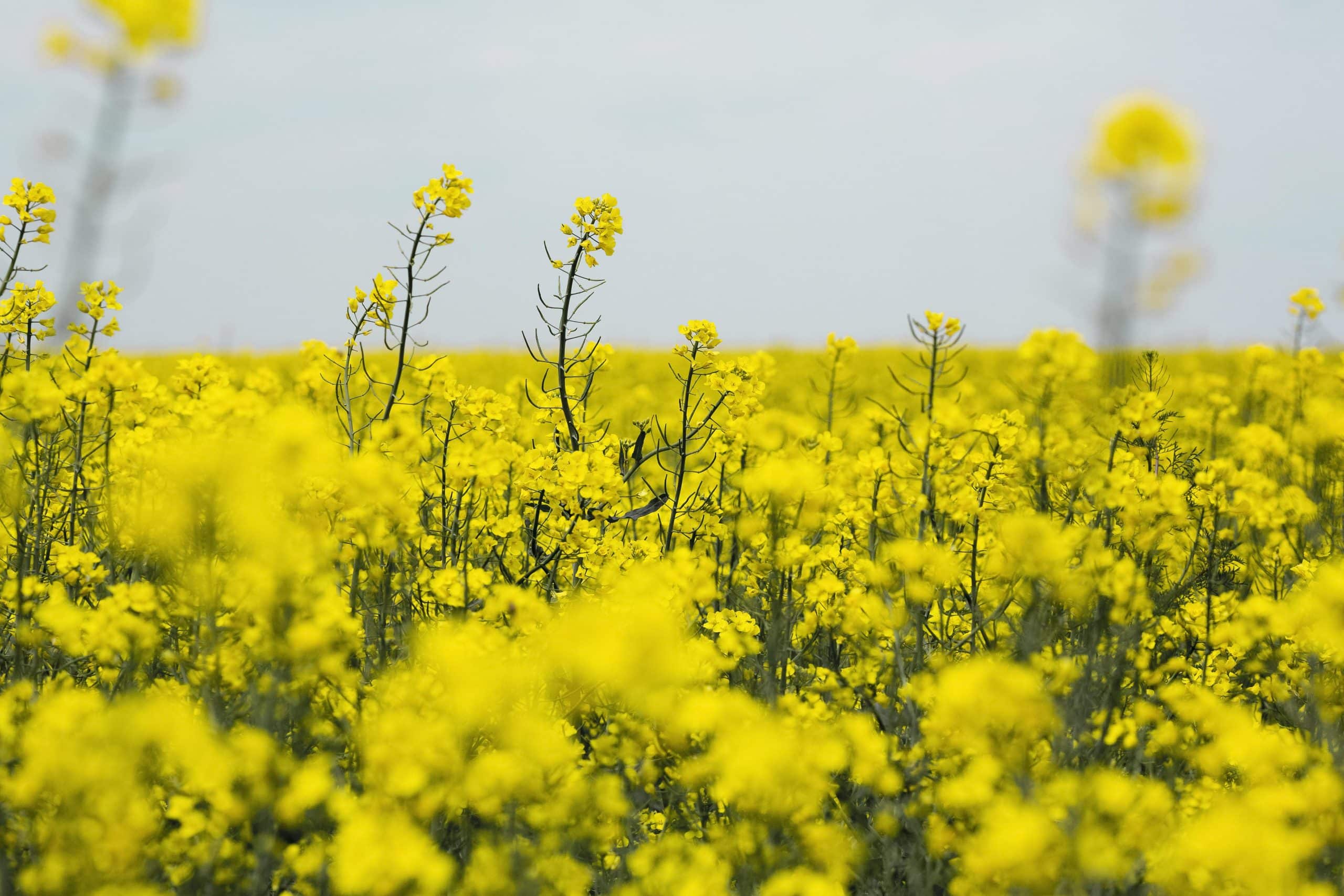 Creation of Raw Material Base in Ukraine